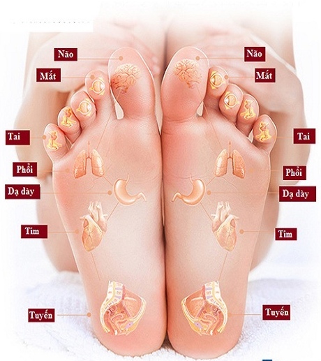 Đôi bàn chân là nơi tập trung nhiều huyệt vị trên cơ thể Đôi bàn chân là nơi tập trung nhiều huyệt vị trên cơ thể